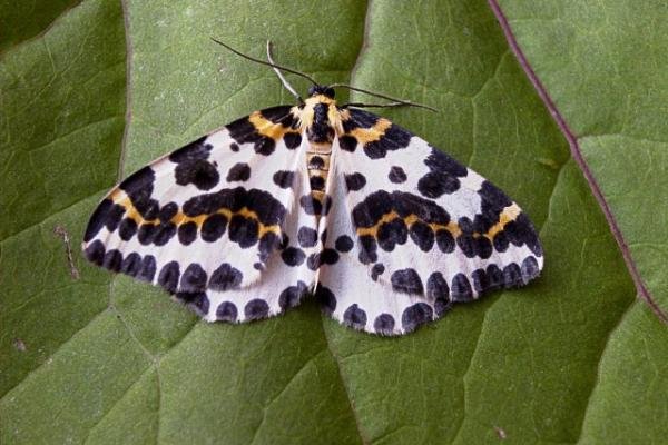 Magpie Moth (Abraxas grossulariata), adult. Copyright Keith Dover. Magpie Moth (Abraxas grossulariata), adult. Copyright Keith Dover.