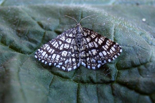 Latticed Heath (Chiasmia clathrata), adult. Copyright Keith Dover. Latticed Heath (Chiasmia clathrata), adult. Copyright Keith Dover.