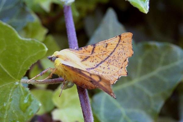 Canary-shouldered Thorn (Ennomos alniaria), adult. Copyright Keith Dover. Canary-shouldered Thorn (Ennomos alniaria), adult. Copyright Keith Dover.