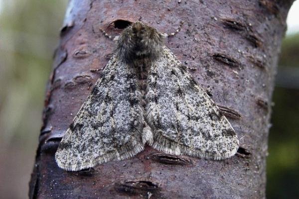 Pale Brindled Beauty (Phigalia pilosaria), adult. Causey, 07-02-2002. Copyright Keith Dover. Pale Brindled Beauty (Phigalia pilosaria), adult. Causey, 07-02-2002. Copyright Keith Dover.