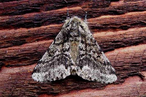 Brindled Beauty (Lycia hirtaria), adult. Copyright Keith Dover. Brindled Beauty (Lycia hirtaria), adult. Copyright Keith Dover.