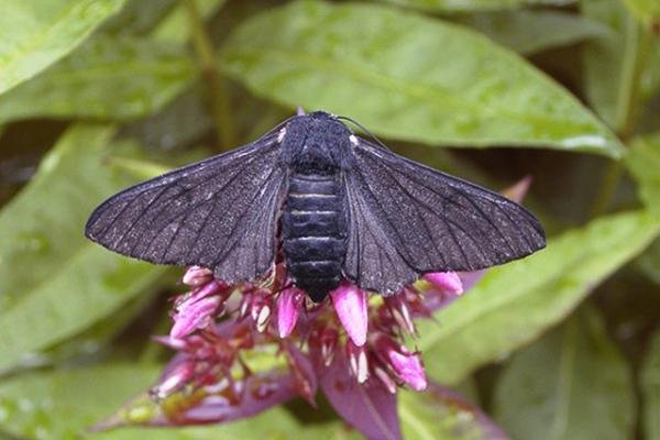 Peppered Moth (Biston betularia) f. carbonaria, adult. Copyright Keith Dover. Peppered Moth (Biston betularia) f. carbonaria, adult. Copyright Keith Dover.