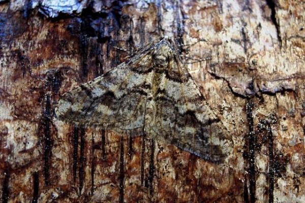 Spring Usher (Agriopis leucophaearia), adult. Plawsworth, 06-02-2002. Copyright Keith Dover. Spring Usher (Agriopis leucophaearia), adult. Plawsworth, 06-02-2002. Copyright Keith Dover.