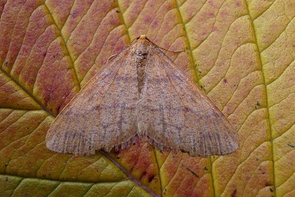 Scarce Umber (Agriopis aurantiaria), adult. Plawsworth. Copyright Keith Dover. Scarce Umber (Agriopis aurantiaria), adult. Plawsworth. Copyright Keith Dover.