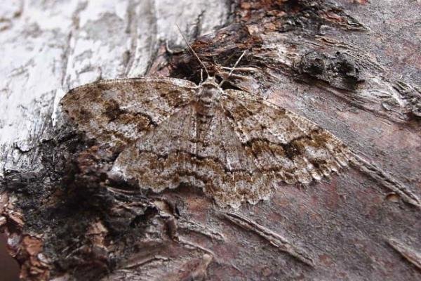 Mottled Beauty (Alcis repandata), adult. Copyright Keith Dover. Mottled Beauty (Alcis repandata), adult. Copyright Keith Dover.
