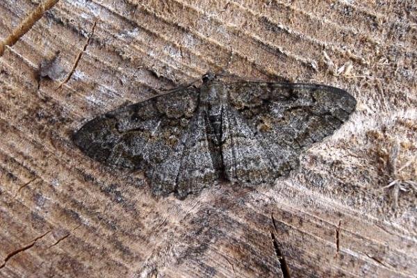 Mottled Beauty (Alcis repandata), adult. Copyright Keith Dover. Mottled Beauty (Alcis repandata), adult. Copyright Keith Dover.