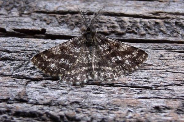 Common Heath (Ematurga atomaria), adult. Copyright Keith Dover. Common Heath (Ematurga atomaria), adult. Copyright Keith Dover.