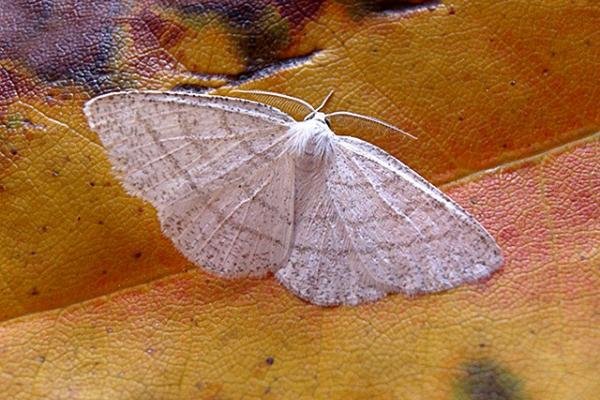 Common White Wave (Cabera pusaria), adult. Copyright Keith Dover. Common White Wave (Cabera pusaria), adult. Copyright Keith Dover.