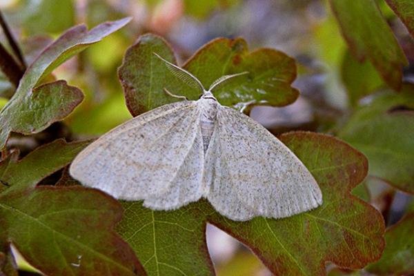Common Wave (Cabera exanthemata), adult. Taken outside Durham. Copyright Keith Dover. Common Wave (Cabera exanthemata), adult. Taken outside Durham. Copyright Keith Dover.