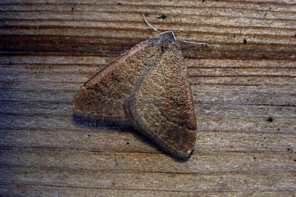 Early Moth (Theria primaria), adult. Taken outside Durham. Copyright Keith Dover.