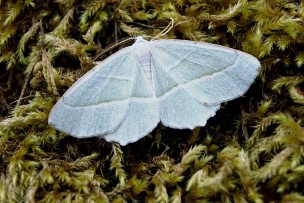 Light Emerald (Campaea margaritaria), adult. Copyright Keith Dover. Light Emerald (Campaea margaritaria), adult. Copyright Keith Dover.