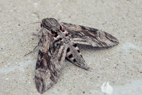 Convolvulus Hawk-moth (Agrius convolvuli), adult. Copyright Keith Dover. Convolvulus Hawk-moth (Agrius convolvuli), adult. Copyright Keith Dover.