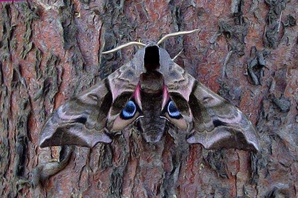 Eyed Hawk-moth (Smerinthus ocellata), adult. Taken outside Durham. Copyright Keith Dover. Eyed Hawk-moth (Smerinthus ocellata), adult. Taken outside Durham. Copyright Keith Dover.