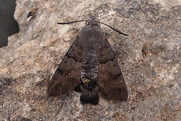 Humming-bird Hawk-moth (Macroglossum stellatarum), adult Copyright Keith Dover.