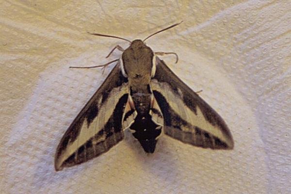 Bedstraw Hawk-moth (Hyles gallii), adult. Copyright Keith Dover. Bedstraw Hawk-moth (Hyles gallii), adult. Copyright Keith Dover.