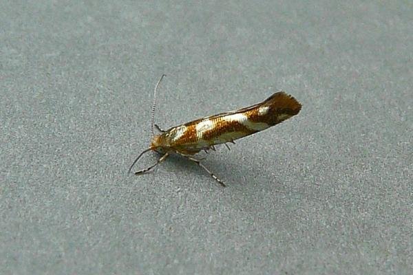 Argyresthia goedartella, adult. Chester-le-Street, 25-07-2010. Copyright Keith Dover. Argyresthia goedartella, adult. Chester-le-Street, 25-07-2010. Copyright Keith Dover.