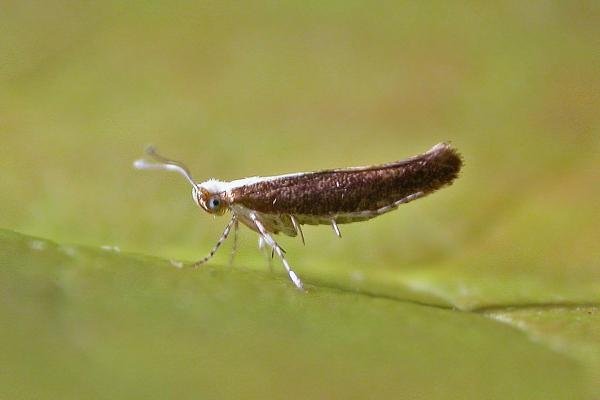 Argyresthia albistria, adult. Chester-le-Street. Copyright Keith Dover.