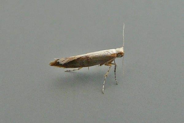 Argyresthia semitestacella, adult. Chester-le-Street, 19-09-2014. Copyright Keith Dover. Argyresthia semitestacella, adult. Chester-le-Street, 19-09-2014. Copyright Keith Dover.