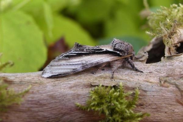 Swallow Prominent (Pheosia tremula), adult. Copyright Keith Dover.