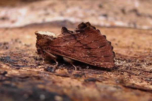 Coxcomb Prominent (Ptilodon capucina), adult. Copyright Keith Dover. Coxcomb Prominent (Ptilodon capucina), adult. Copyright Keith Dover.