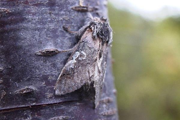 Figure of Eight (Diloba caeruleocephala), adult. Copyright Keith Dover. Figure of Eight (Diloba caeruleocephala), adult. Copyright Keith Dover.