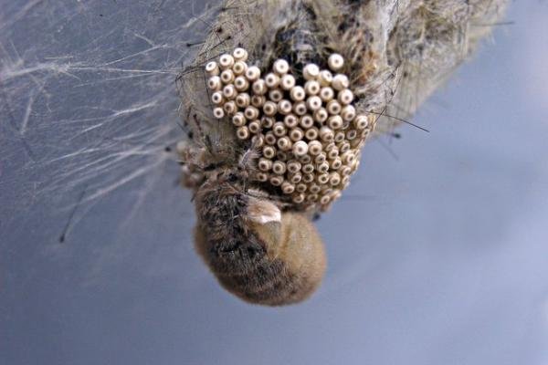 Vapourer (Orgyia antiqua), egg-batch. Copyright Keith Dover.
