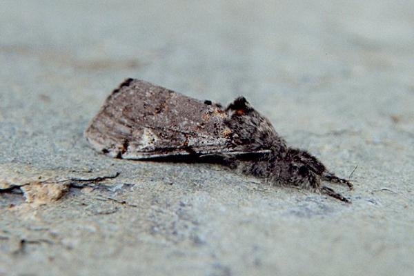 Dark Tussock (Dicallomera fascelina), adult. Copyright Keith Dover. Dark Tussock (Dicallomera fascelina), adult. Copyright Keith Dover.