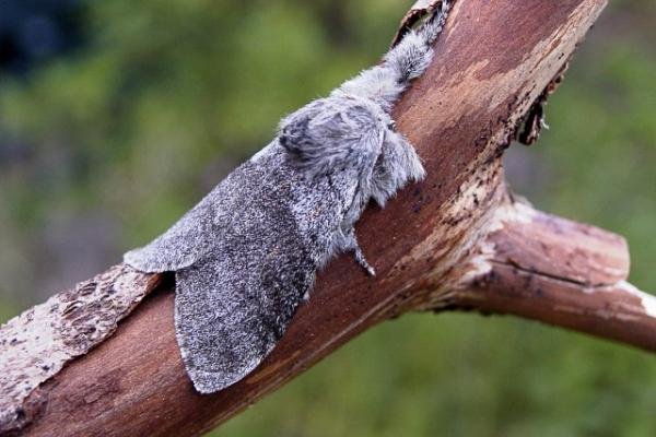 Pale Tussock (Calliteara pudibunda), adult. Copyright Keith Dover. Pale Tussock (Calliteara pudibunda), adult. Copyright Keith Dover.