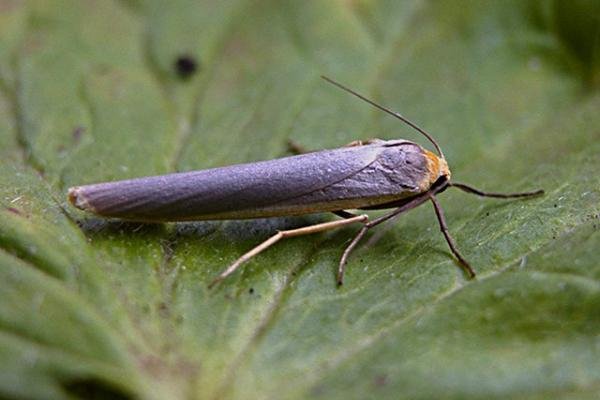 Scarce Footman (Eilema complana), adult. Copyright Keith Dover. Scarce Footman (Eilema complana), adult. Copyright Keith Dover.