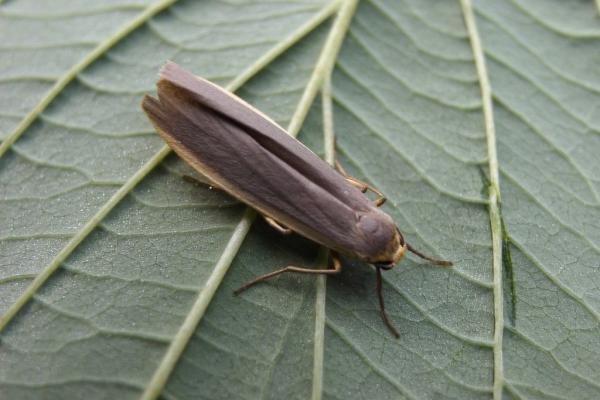 Common Footman (Eilema lurideola), adult. Copyright Keith Dover. Common Footman (Eilema lurideola), adult. Copyright Keith Dover.