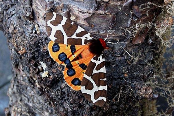 Garden Tiger (Arctia caja), adult. Copyright Keith Dover.