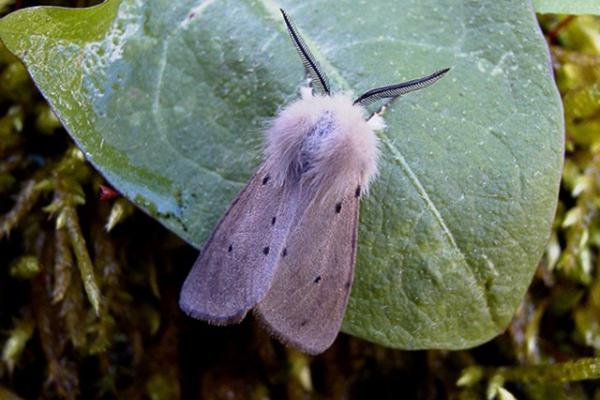 Muslin Moth (Diaphora mendica), adult. Chester-le-Street. Copyright Keith Dover.