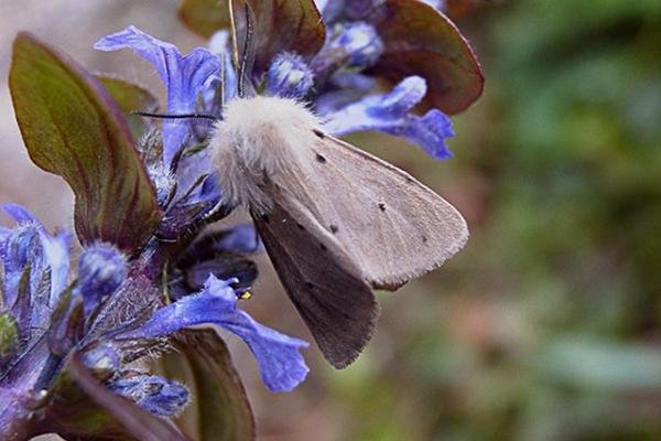 Muslin Moth (Diaphora mendica), adult. Chester-le-Street. Copyright Keith Dover.