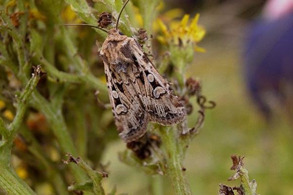 White-line Dart (Euxoa tritici), adult. Copyright Keith Dover. White-line Dart (Euxoa tritici), adult. Copyright Keith Dover.