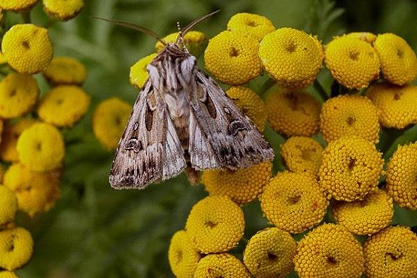 Archer's Dart (Agrotis vestigialis), adult. Copyright Keith Dover. Archer's Dart (Agrotis vestigialis), adult. Copyright Keith Dover.