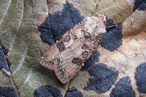 Turnip Moth (Agrotis segetum), adult. Taken outside Durham. Copyright Keith Dover. Turnip Moth (Agrotis segetum), adult. Taken outside Durham. Copyright Keith Dover.