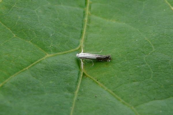 Apple Leaf Miner (Lyonetia clerkella), adult. Chester-le-Street, 17-06-2014. Copyright Keith Dover.