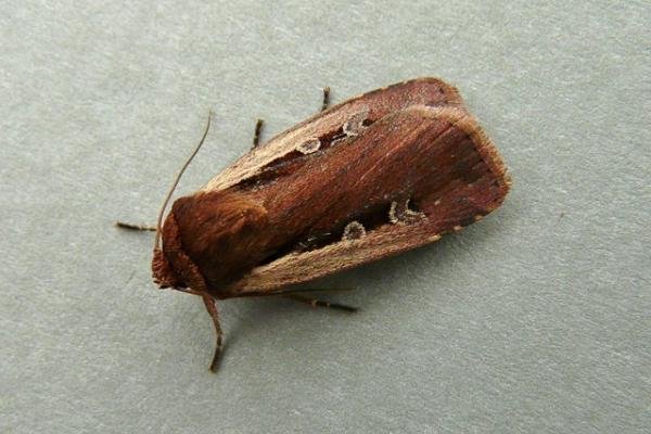 Flame Shoulder (Ochropleura plecta), adult. Chester-le-Street, 31-10-2009. Copyright Keith Dover. Flame Shoulder (Ochropleura plecta), adult. Chester-le-Street, 31-10-2009. Copyright Keith Dover.