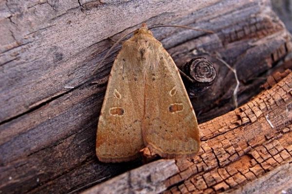 Lesser Yellow Underwing (Noctua comes), adult. Copyright Keith Dover. Lesser Yellow Underwing (Noctua comes), adult. Copyright Keith Dover.