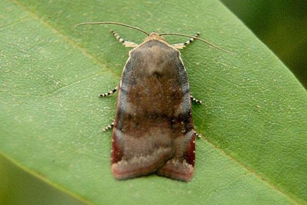 Lesser Broad-bordered Yellow Underwing (Noctua janthe), adult. Copyright Keith Dover. Lesser Broad-bordered Yellow Underwing (Noctua janthe), adult. Copyright Keith Dover.