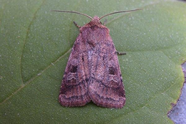 Small Square-spot (Diarsia rubi), adult. Copyright Keith Dover. Small Square-spot (Diarsia rubi), adult. Copyright Keith Dover.