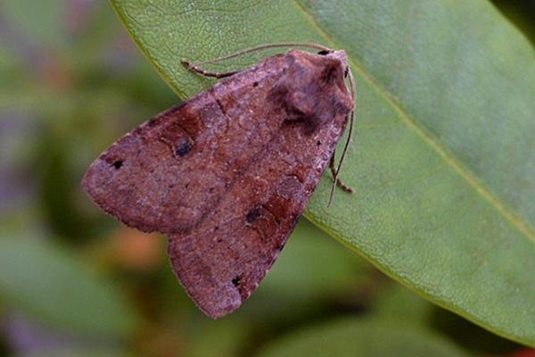 Dotted Clay (Xestia baja), adult. Copyright Keith Dover. Dotted Clay (Xestia baja), adult. Copyright Keith Dover.