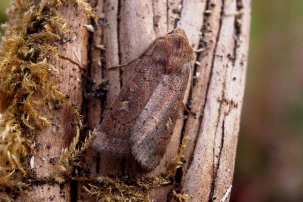Square-spot Rustic (Xestia xanthographa), adult. Copyright Keith Dover. Square-spot Rustic (Xestia xanthographa), adult. Copyright Keith Dover.