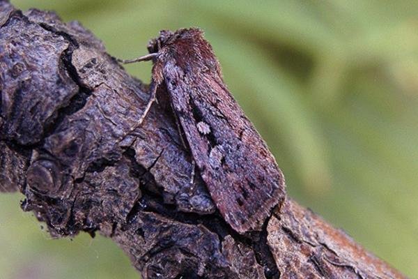 Heath Rustic (Xestia agathina), adult. Chester-le-Street. Copyright Keith Dover. Heath Rustic (Xestia agathina), adult. Chester-le-Street. Copyright Keith Dover.