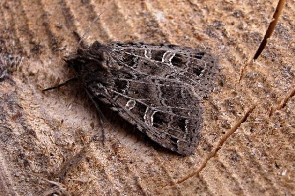 Gothic (Naenia typica), adult. Copyright Keith Dover. Gothic (Naenia typica), adult. Copyright Keith Dover.