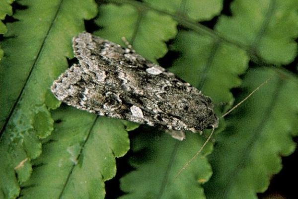Great Brocade (Eurois occulta), adult. Copyright Keith Dover. Great Brocade (Eurois occulta), adult. Copyright Keith Dover.