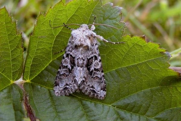 Shears (Hada plebeja), adult. Copyright Keith Dover. Shears (Hada plebeja), adult. Copyright Keith Dover.