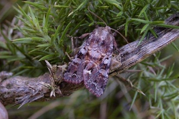 Broom Moth (Ceramica pisi), adult. Taken outside Durham, 26-07-2004. Copyright Keith Dover. Broom Moth (Ceramica pisi), adult. Taken outside Durham, 26-07-2004. Copyright Keith Dover.