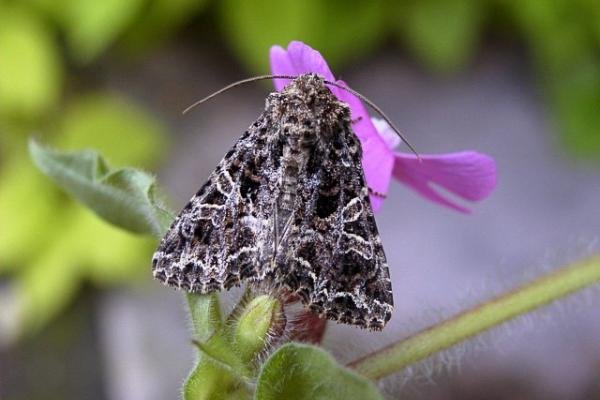 Lychnis (Hadena bicruris), adult. Copyright Keith Dover. Lychnis (Hadena bicruris), adult. Copyright Keith Dover.