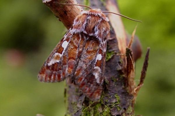 Pine Beauty (Panolis flammea), adult. Taken outside Durham. Copyright Keith Dover. Pine Beauty (Panolis flammea), adult. Taken outside Durham. Copyright Keith Dover.